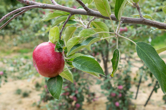 Single Apple in Orchard