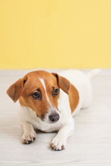 Cute jack russell dog lying on wooden floor.