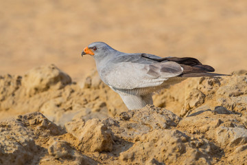 Southern Pale Chanting Goshawk