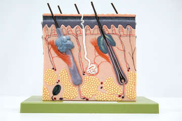 Cross section human skin tissue model