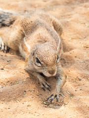 Cape Ground Squirrel