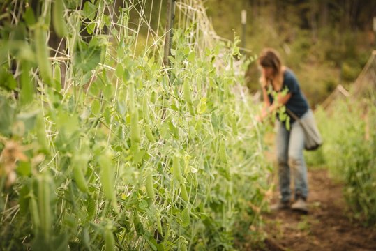 Green peas hanging on boundary