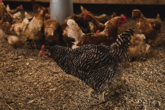 Chickens and rooster in henhouse
