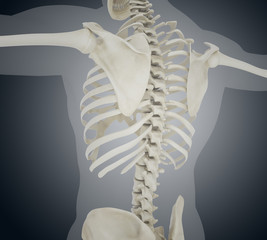 3d illustration of Human skeleton back