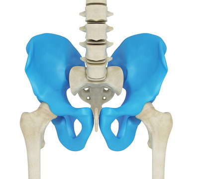 3d illustration of the skeletal hip