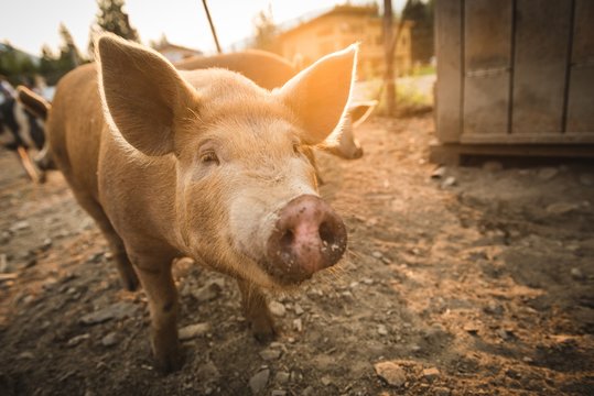 Pig at pen in farm