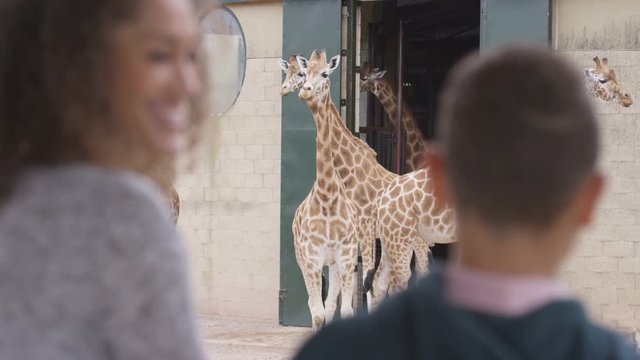  Young boy & his mother looking at family of giraffes at wildlife park
