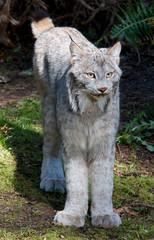 Lynx in park 5615