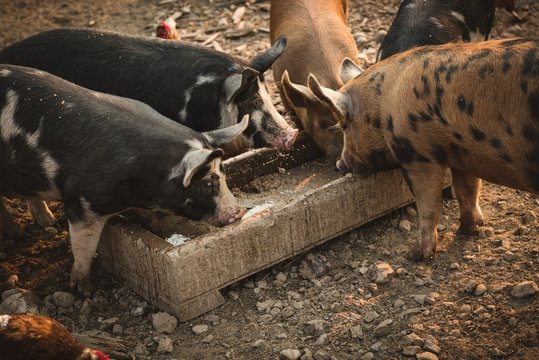 Fototapeta Pig eating a food in farm