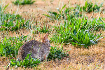 Rabbit feeding on healthy weeds in a dead lawn
