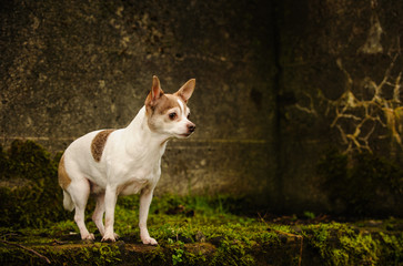 Chihuahua dog outdoor portrait standing on mossy rocks