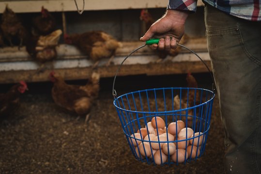 Farmer holding bucket of eggs
