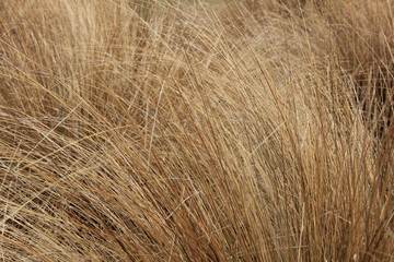 ニュージランドで頻繁に見られる植物「タソック」(ニュージーランド)