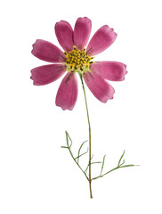 Pressed and dried flower cosmos with green leaves, isolated