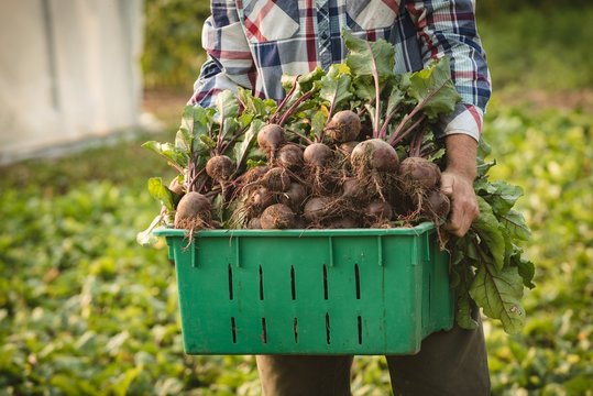 Farmer holding crate full of root vegetables in field