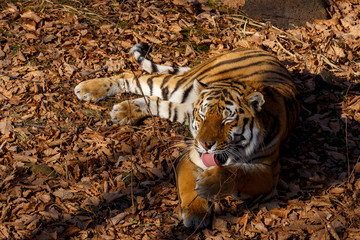 Amur tiger in the autumn forest, Primorsky Krai