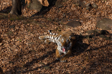 Amur tiger in the autumn forest, Primorsky Krai