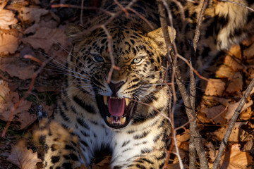 Far Eastern leopard, Primorsky Krai