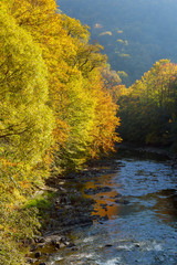 Beautiful autumn forest landscape near lake and idyllic trees reflection.