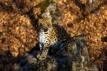 Far Eastern leopard, Primorsky Krai
