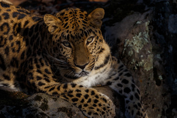Fototapeta na wymiar Far Eastern leopard, Primorsky Krai