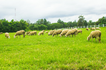 Obraz premium Sheep on grasslands.