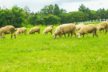 Obraz premium Sheep on grasslands.