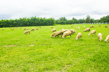 Obraz premium Sheep on grasslands.