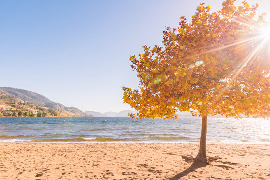 Maple tree with autumn leaves in sunshine on sandy beach with lake, mountains and blue sky