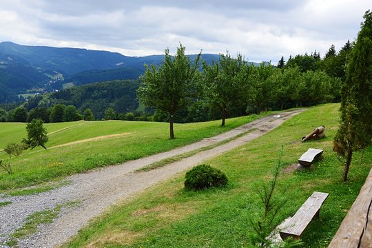 Grass field with field road, solitary trees, forest in background near Dolni Lomna in Czech Republic during cloudy late summer afternoon