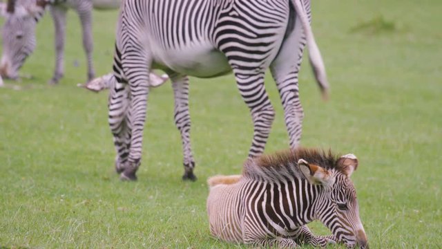  Zebra family at wildlife park, adult animals with young foal grazing on grass