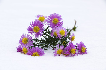 Shrub Aster with pink flowers lies on white fragile fluffy snow