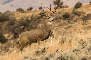 Mule Deer Buck #1