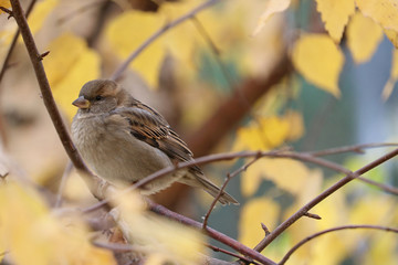 A city sparrow sits on an autumn branch of a birch