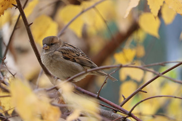 A city sparrow sits on an autumn branch of a birch