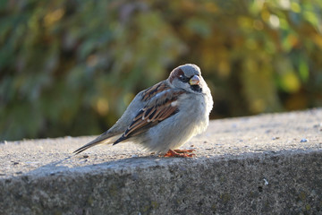 The city sparrow is basking in the autumn sun