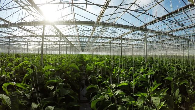 Row of green plants in greenhouse 