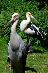 Pair of endangered wading birds from southeastern asia Milky stork  Mycteria cinerea