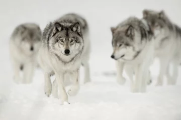 Fotobehang Wolf Wolvenroedel op jacht
