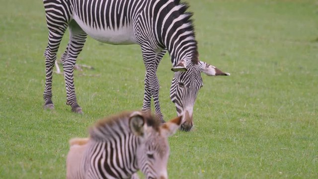 Zebra mother and baby grazing on grass at wildlife park