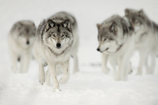 Wolf Pack on the Hunt © bmaynard