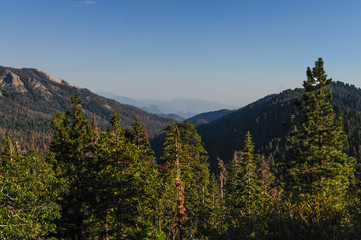 Pine Trees in Sequoia National Park