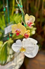 Жёлтая и белая орхидеи вместе