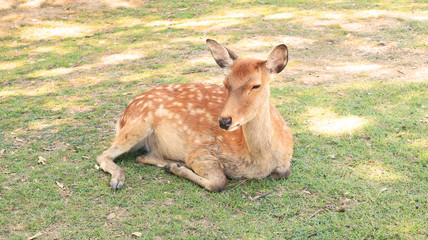 Naklejka na ściany i meble Deers in Nara Park, Japan