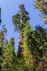 Giant Sequoia in the Grant Grove