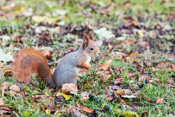 Naklejka na ściany i meble little squirrel sitting on ground with fall dry leaves in autumn