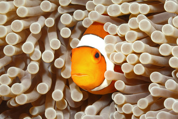 Clown Anemonefish