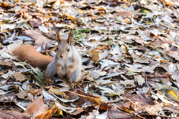 wild red squirrel standing in dry brown fall foliage in autumnal forest