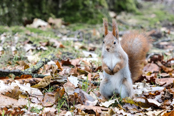 little wild squirrel standing on ground covered with dry leaves on blurred autumn park background