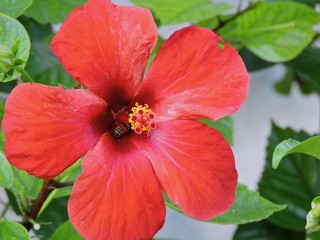 Obraz premium Chinese Rose